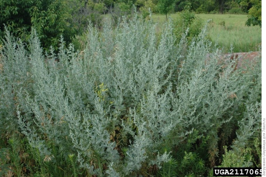 Полынь Каспийская Artemisia caspica