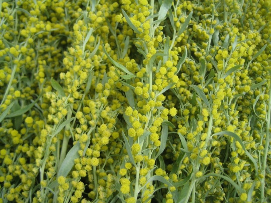 Дикорос Полынь горькая