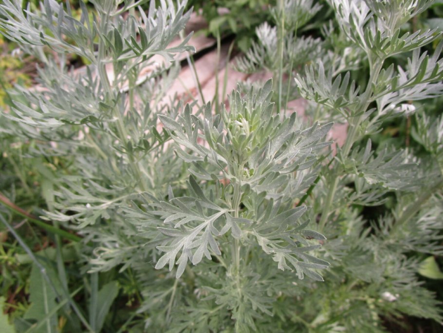 Полынь Санрайз