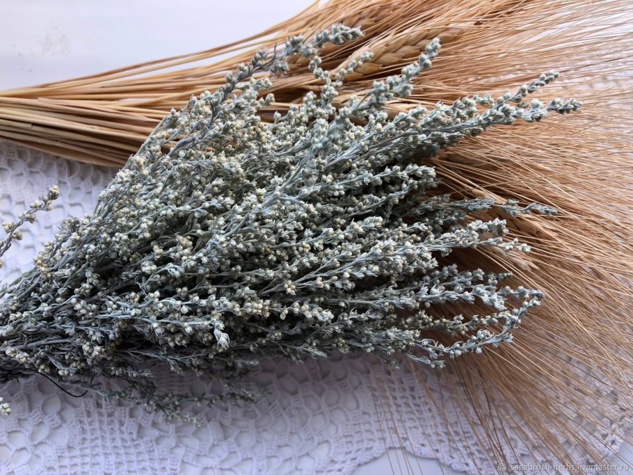 Полынь горькая (Artemisia absinthium)