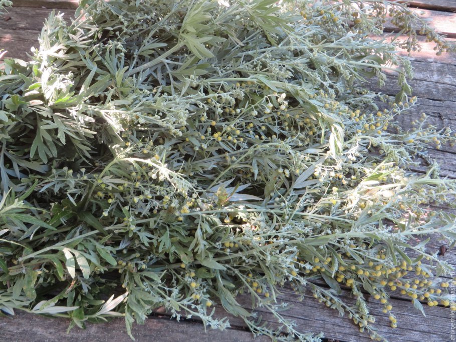 Трава полыни горькой