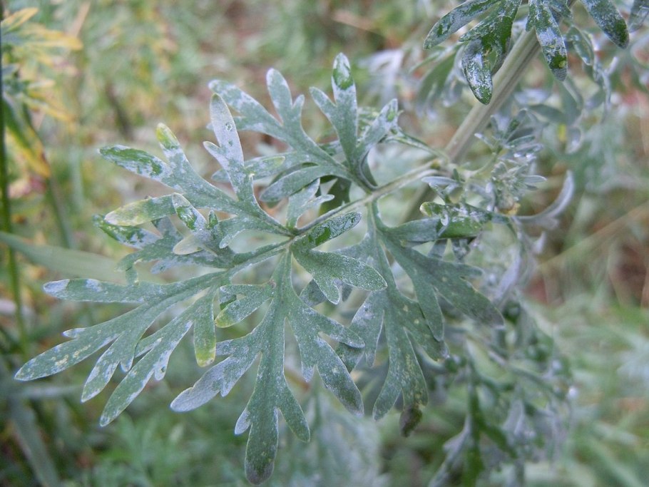 Полынь горькая (Artemisia absinthium)
