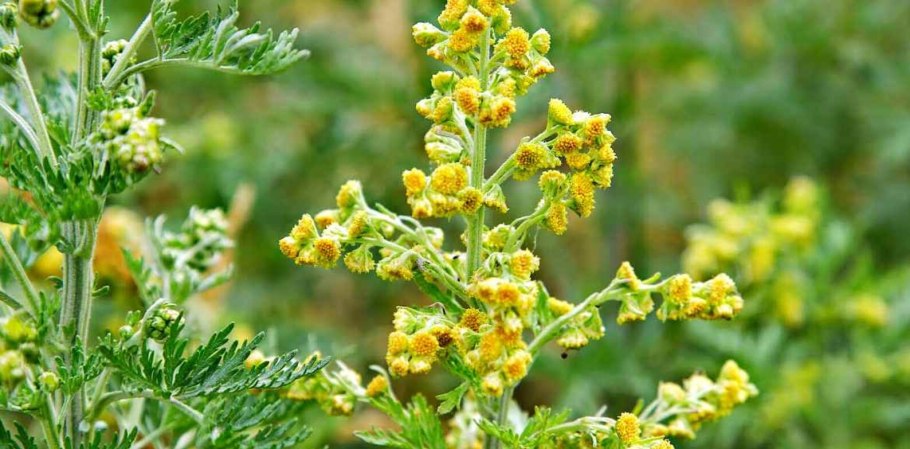 Полынь горькая чернобыльник