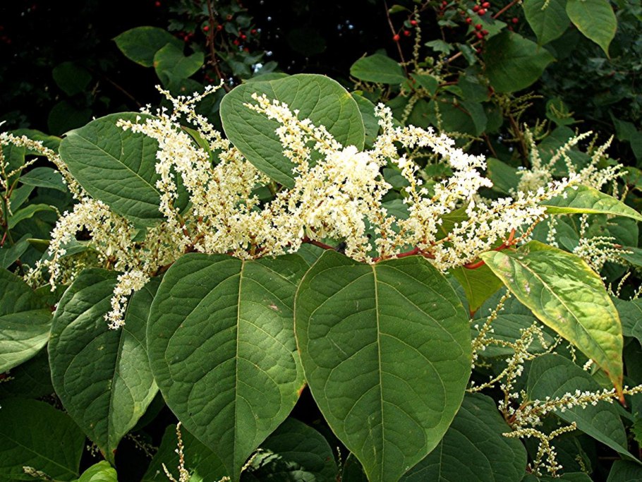 Рейнутрия Сахалинская гречиха