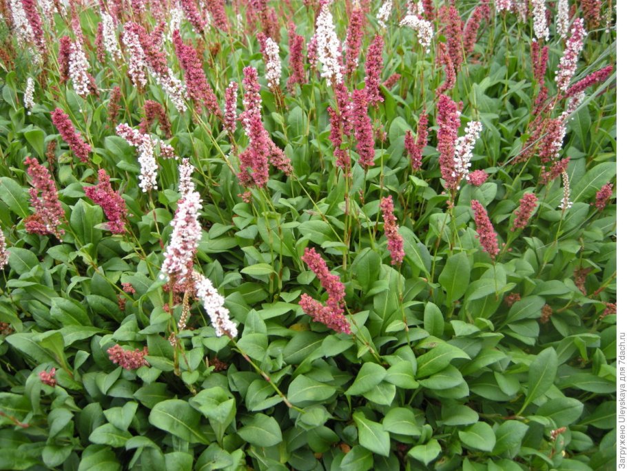 Горец родственный Darjeeling Red