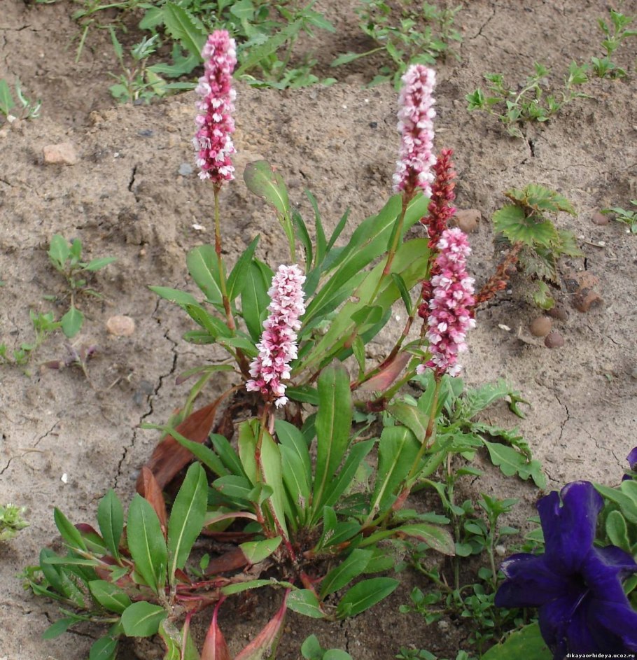 Горец родственный Darjeeling Red