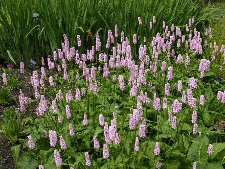 Persicaria bistorta