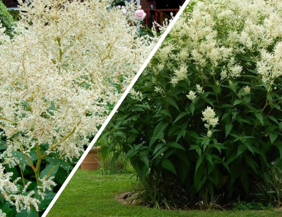 Горец полиморфный