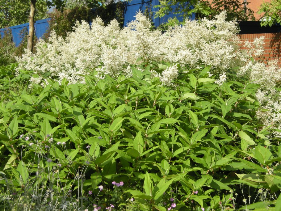 Горец изменчивый (Polygonum polymorpha)