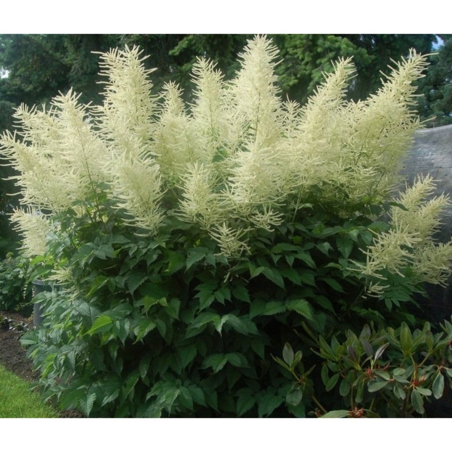 Волжанка двудомная (Aruncus dioicus)