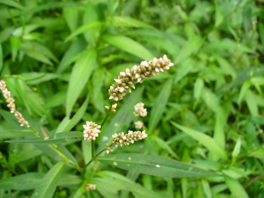 Сорняк Горец почечуйный