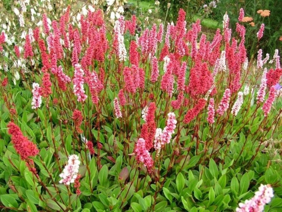 Горец родственный Суперба (Polygonum affine &#96;superba&#96;)