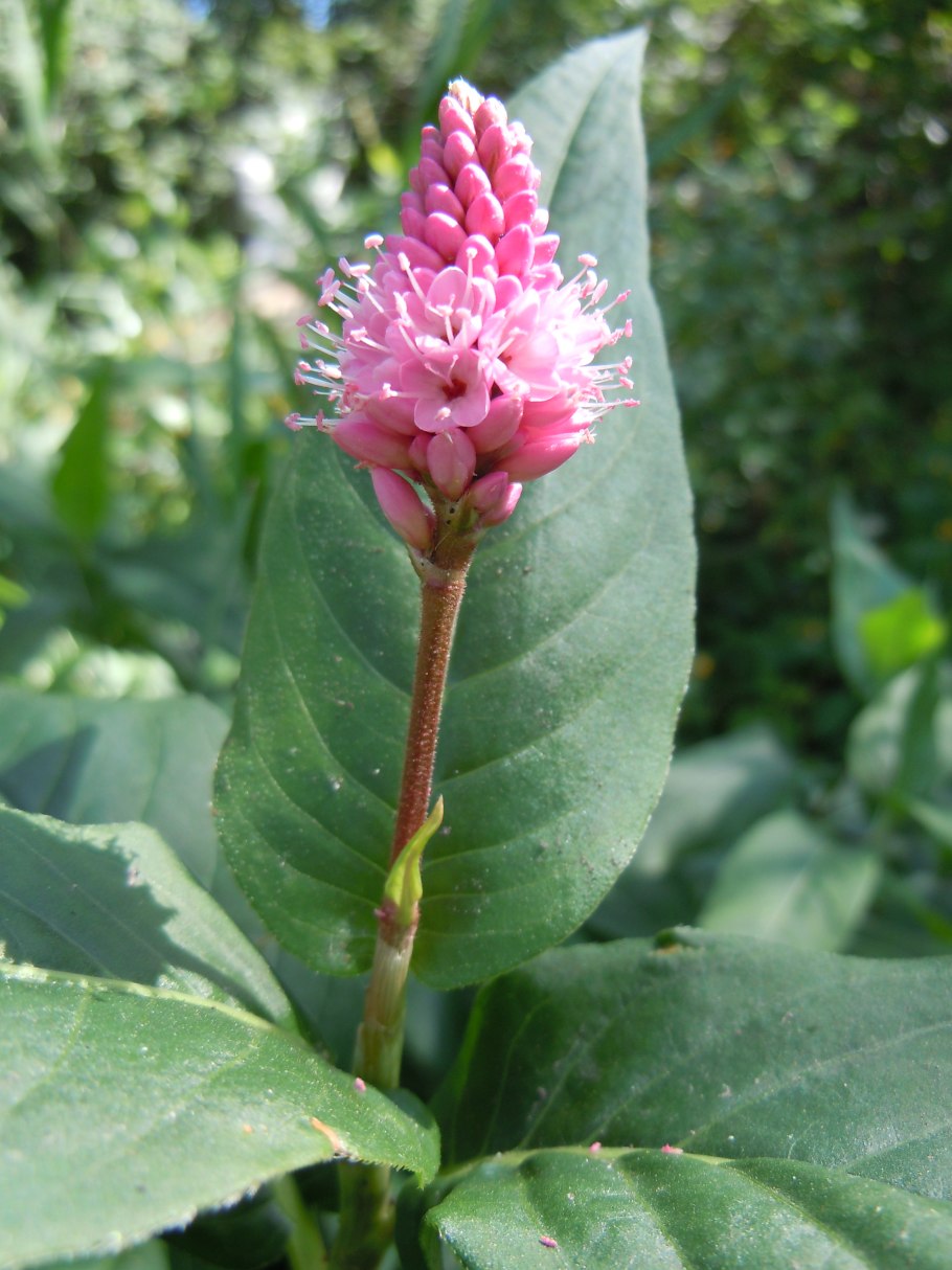 Полигонум Горец