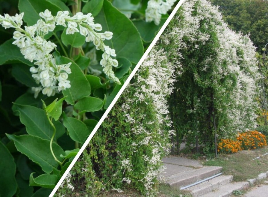 Лиана Горец бальджуанский