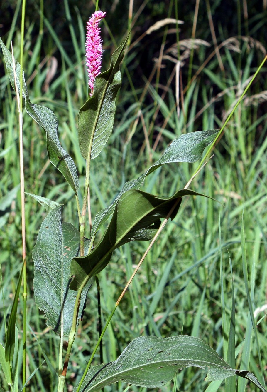 Полигонум Горец