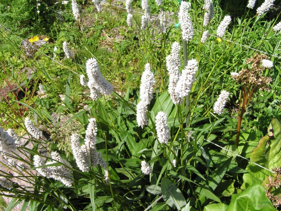 Горец метельчатый куст