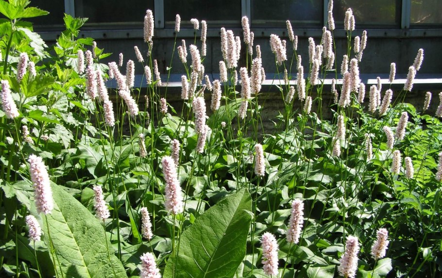 Змеевик большой Горец змеиный