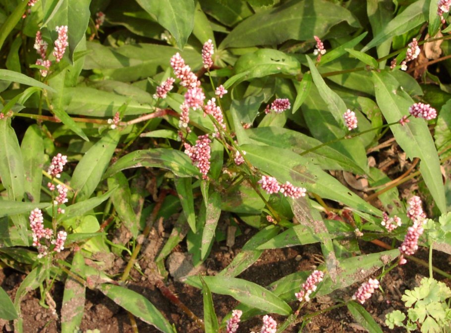 Горец шероховатый (Polygonum scabrum),