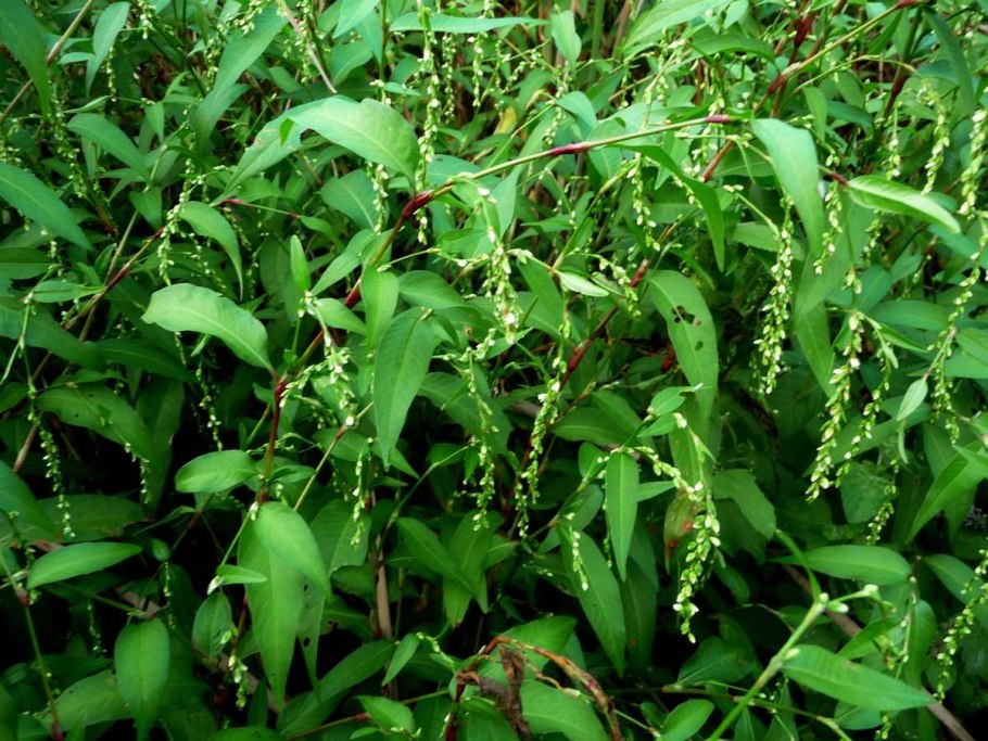 Трава горца перечного