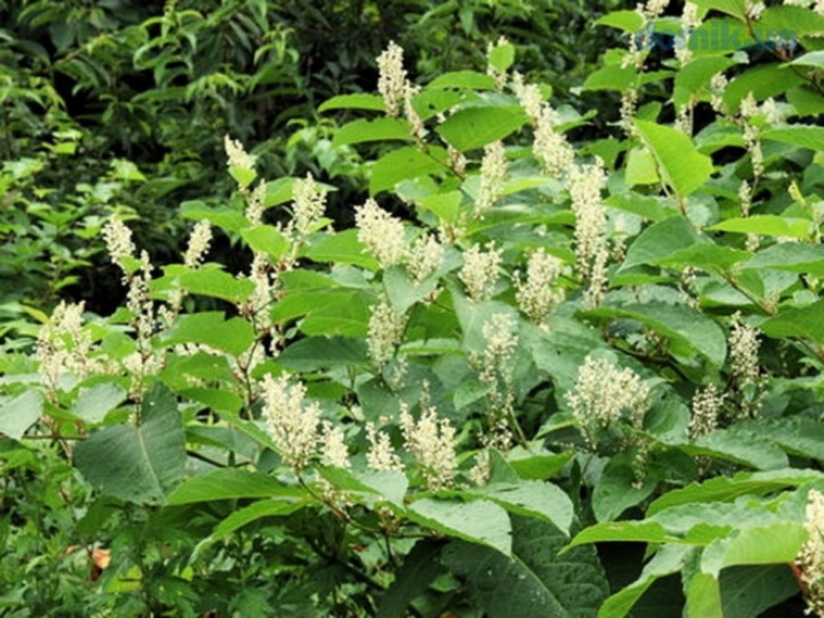 Гречишник Горец японский