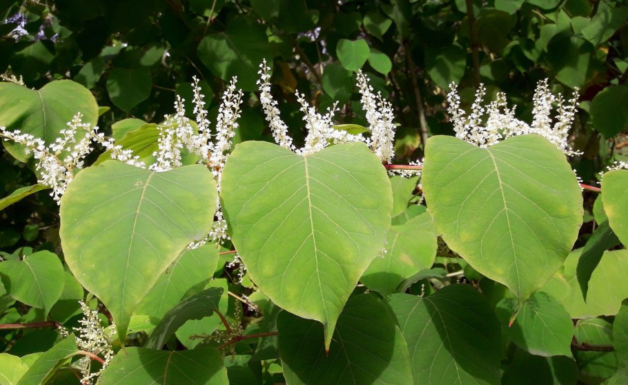 Рейнутрия Сахалинская гречиха