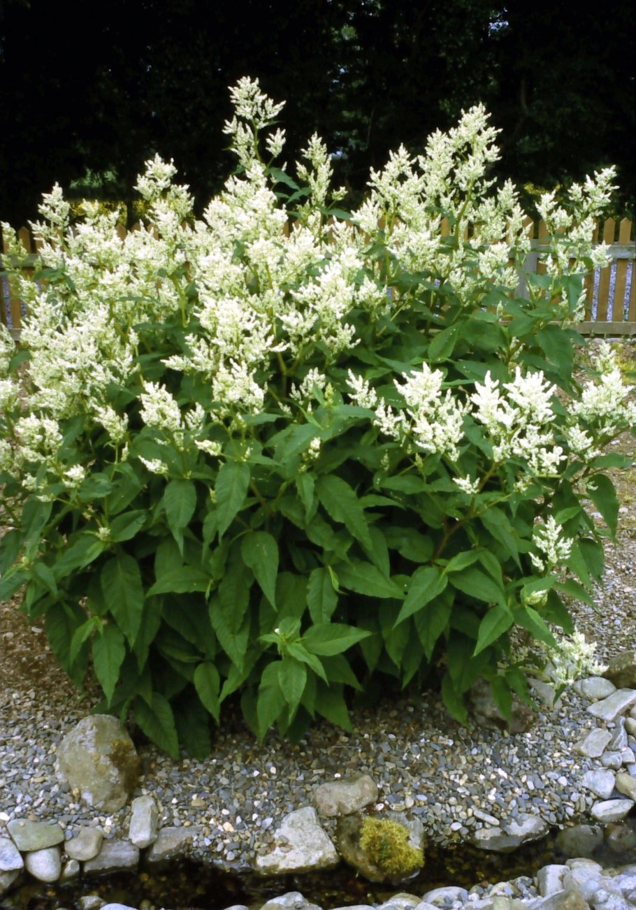 Горец Персикария изменчивый