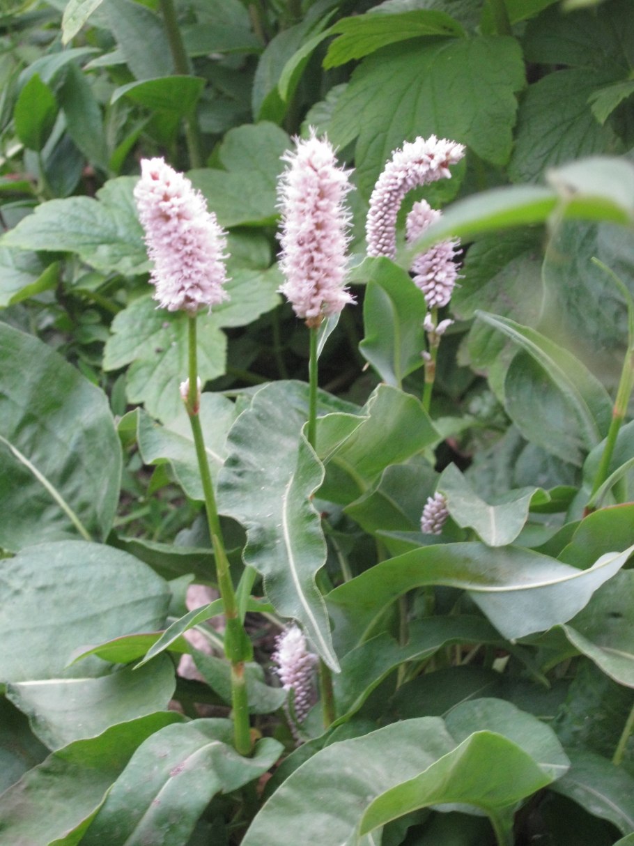 Змеевик Горец змеиный