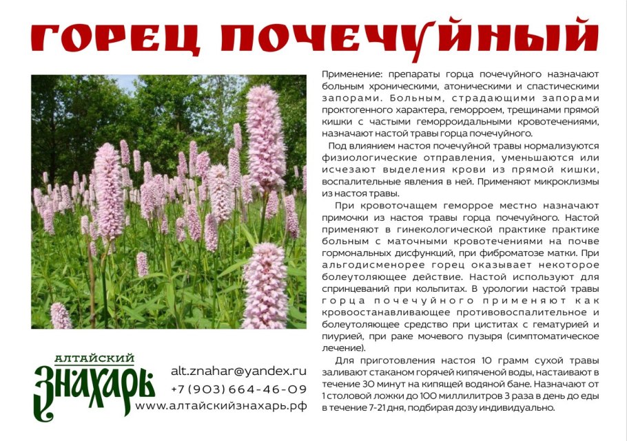 Горец почечуйный микроскопия