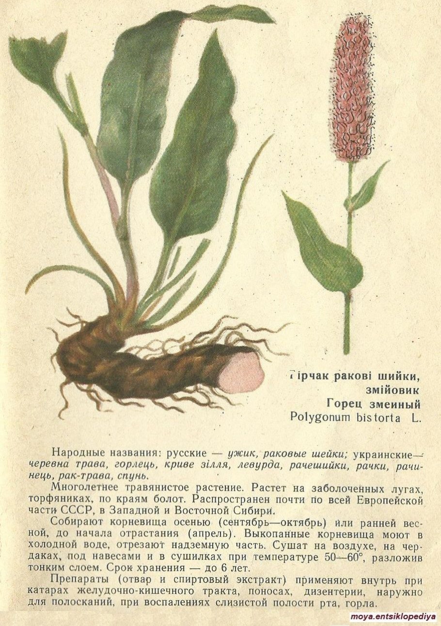 Горец змеиный (змеевик), корневища