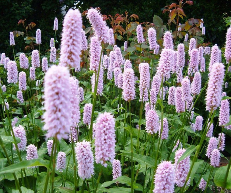 Горец змеиный 'superba'