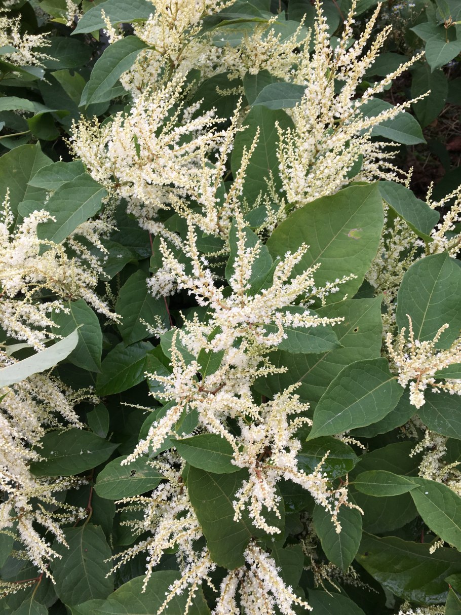 Рейнутрия Сахалинская гречиха Reynoutria