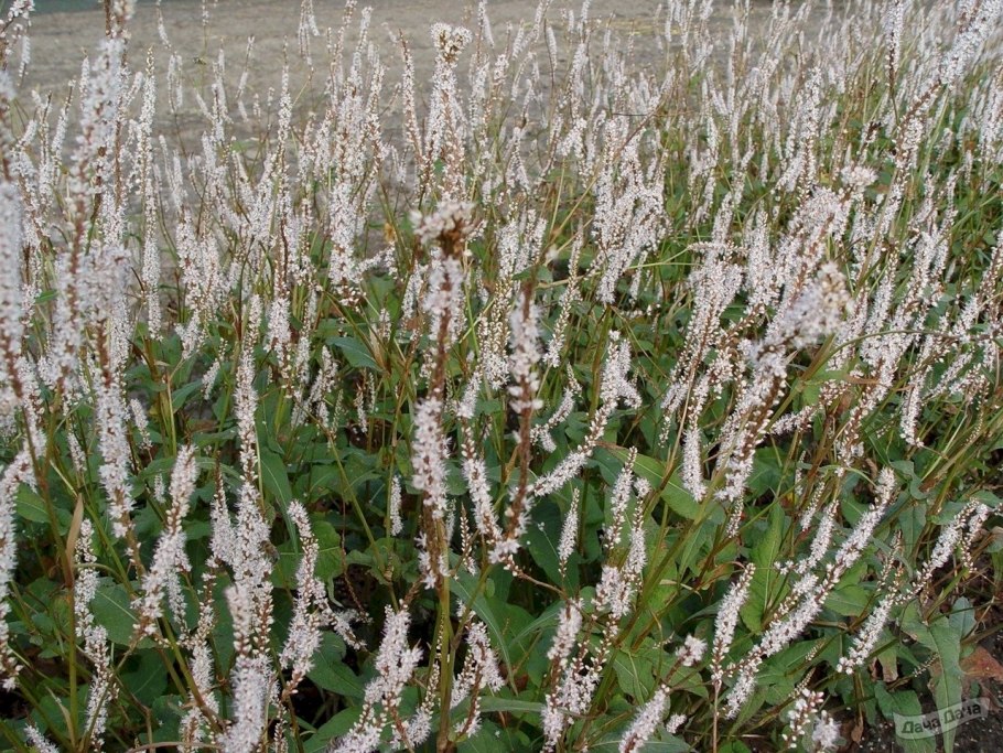 Горец свечевидный Альба