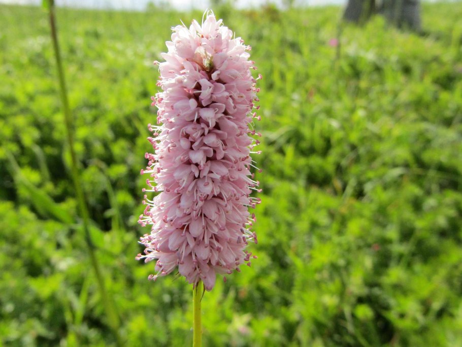 Горец змеиный (Polygonum bistorta &#96;superba&#96;)