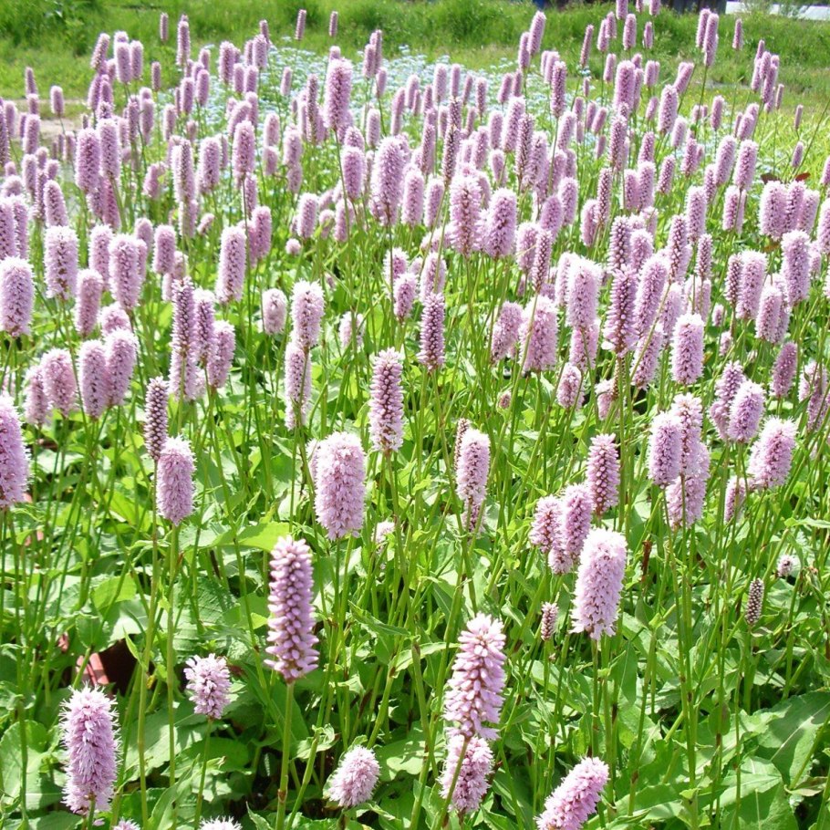 Горец змеиный (Polygonum bistorta)