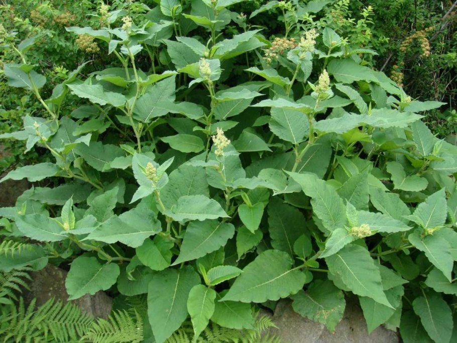 Гречиха Вейриха