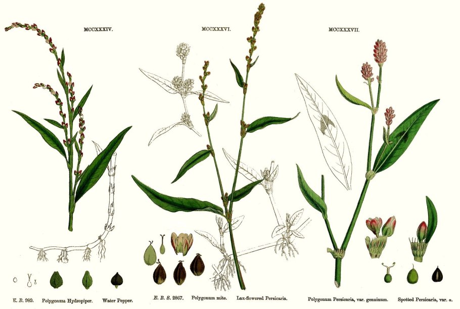 Трава семейства гречишного