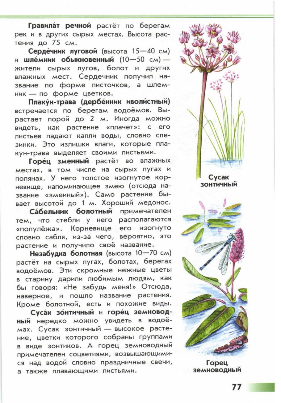 Атлас определитель от земли до неба цветы Луга