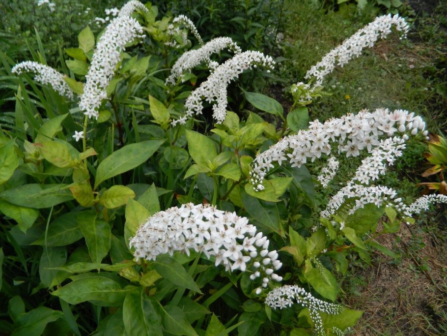 Вербейник Ландышевый