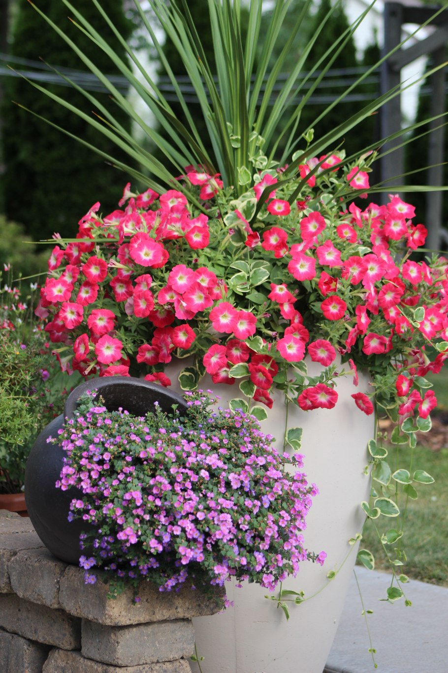 Калибрахоа лобелия дихондра