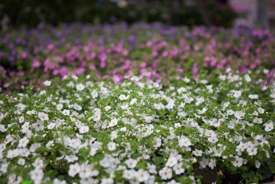 Бакопа пастельный ситец