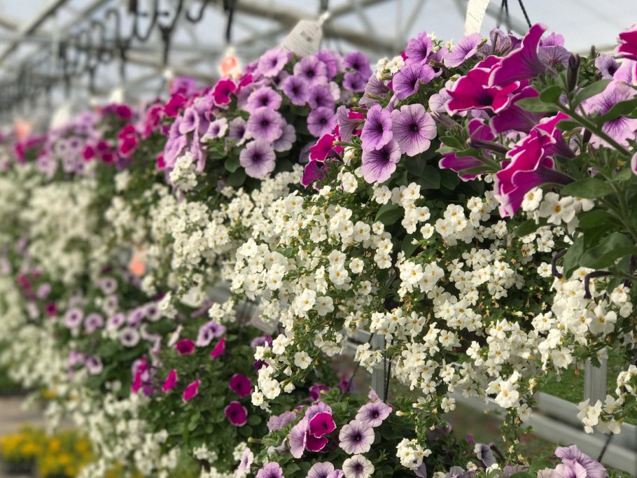 Бакопа сурфиния калибрахоа