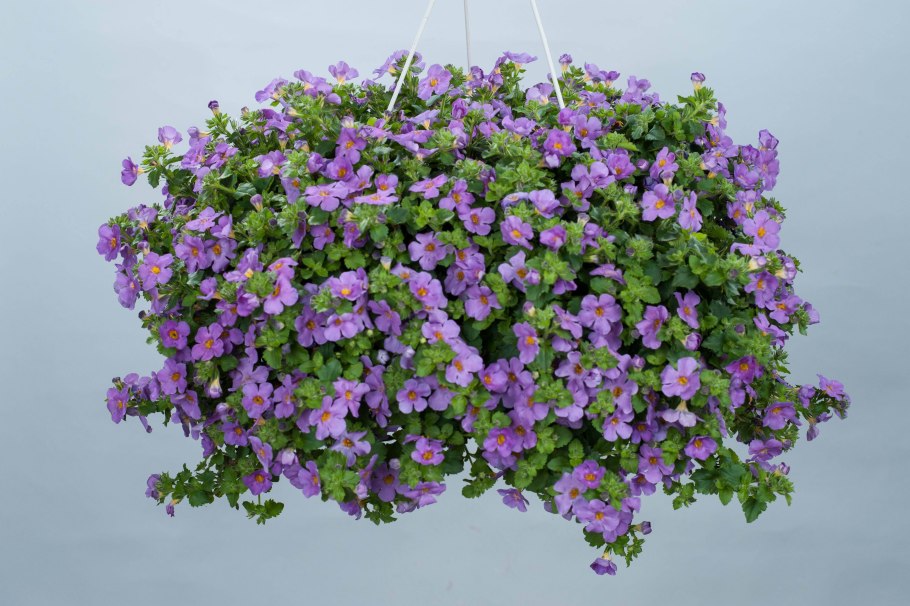 Бакопа ампельная