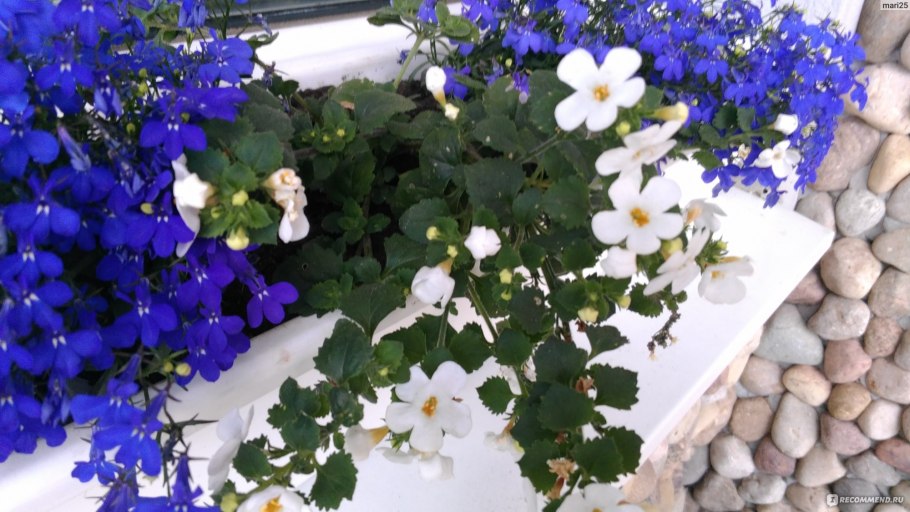 Бакопа ампельная на балконе