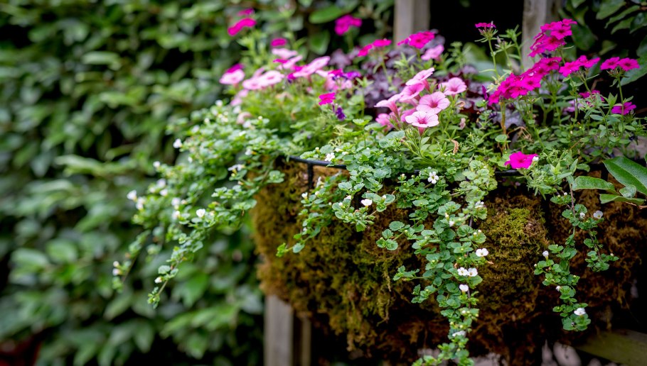 Бакопа в ландшафтном дизайне