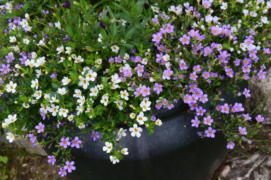 Гелихризум Бакопа