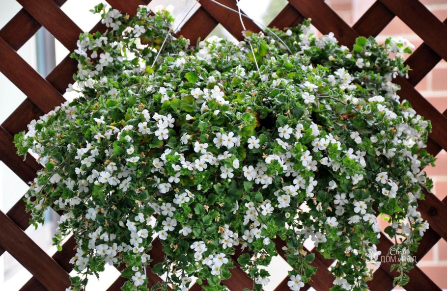 Бакопа стелющаяся