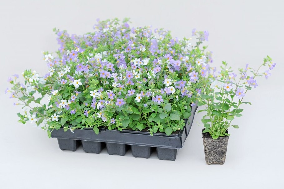 Бакопа ампельная рассада