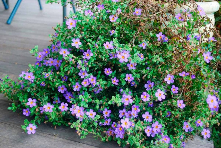 Бакопа Double Indigo Blue