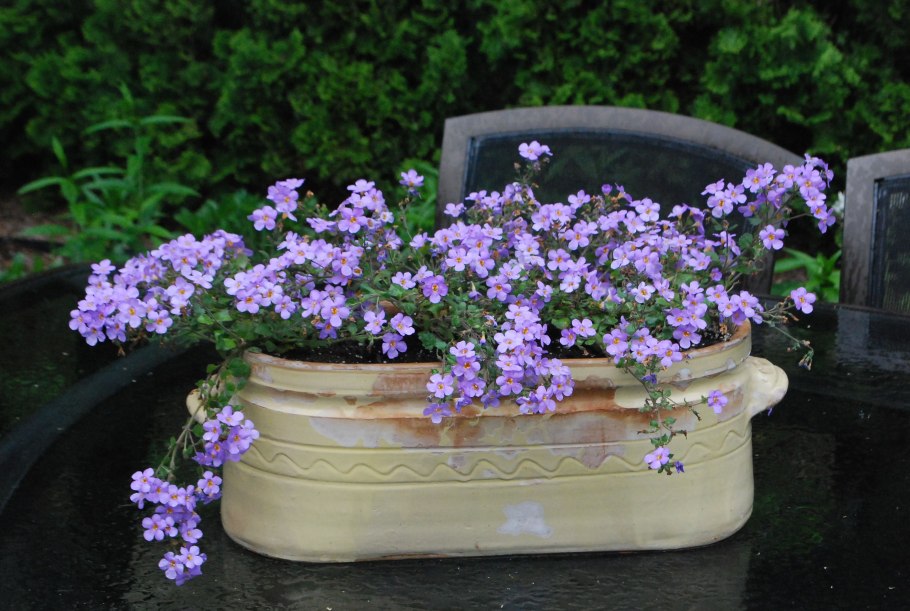 Бакопа Блутопия f1