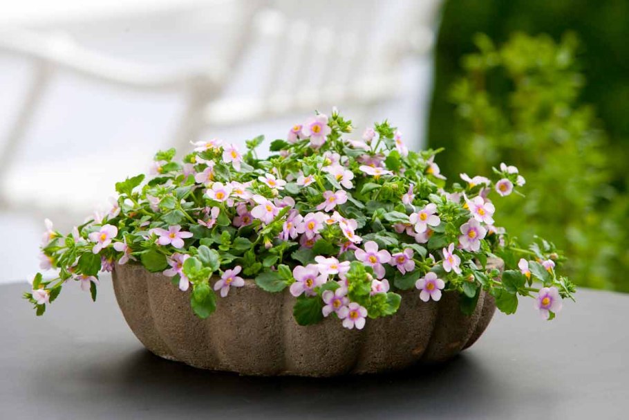 Бакопа сердцевидная